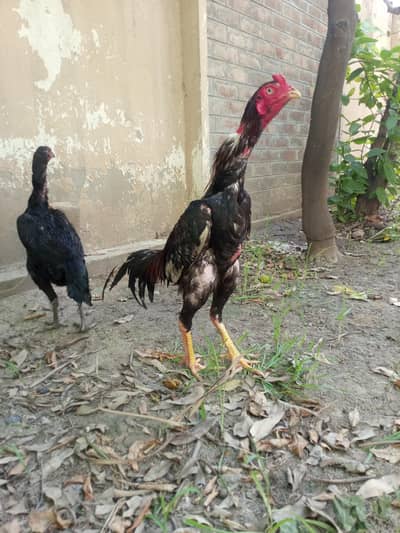 aseel murga for sale color lakha