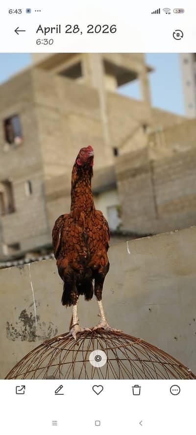 aseel shujra hen for sale -healthy and veccinated