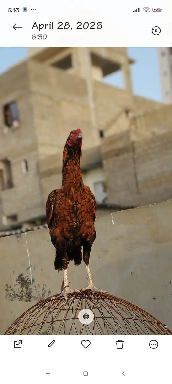 aseel shujra hen for sale -healthy and veccinated