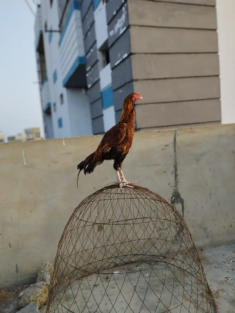 aseel shujra hen for sale -healthy and veccinated — photo 2