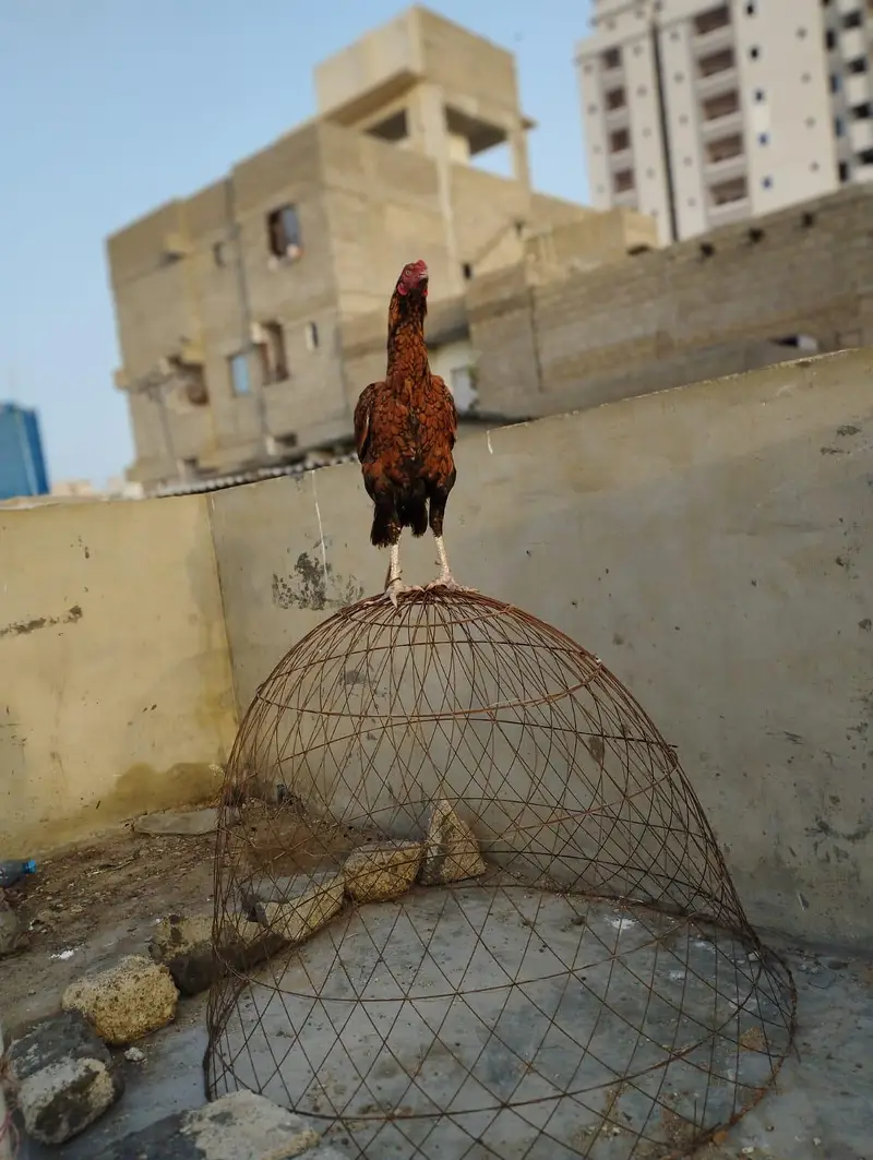 aseel shujra hen for sale -healthy and veccinated — photo 3