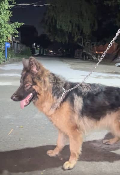 Trained Shepherd Female