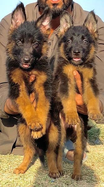 German shepherd long cout pair 2 mahnt 15 day for sale and healthy