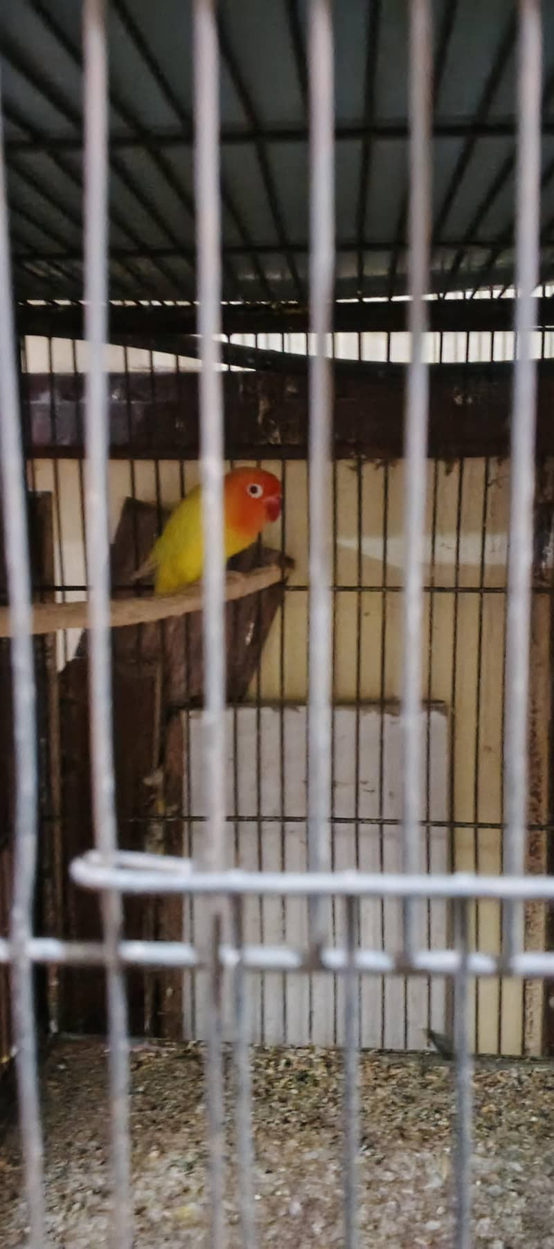 parrot 0