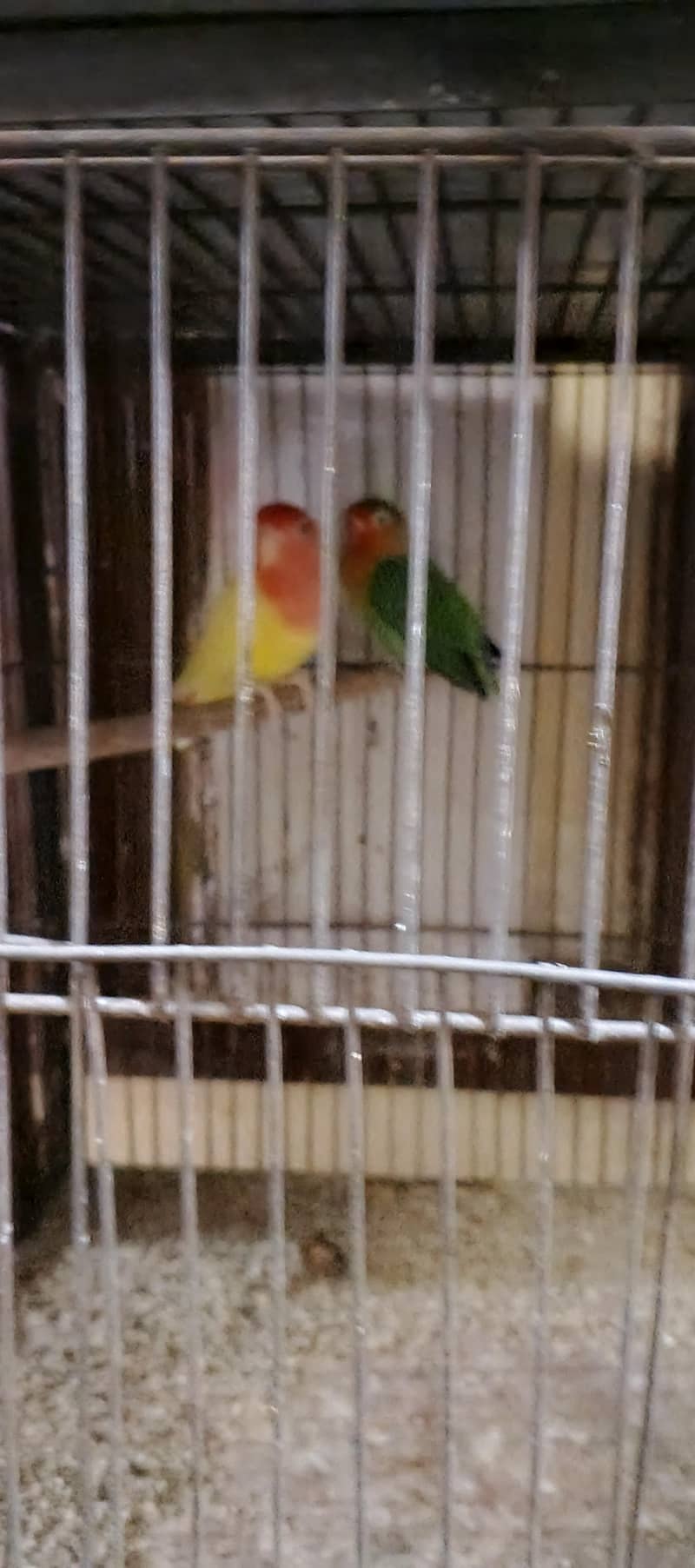 parrot 1