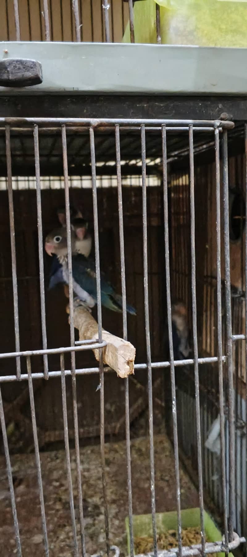 parrot 2