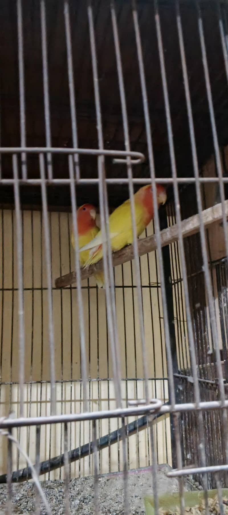 parrot 3
