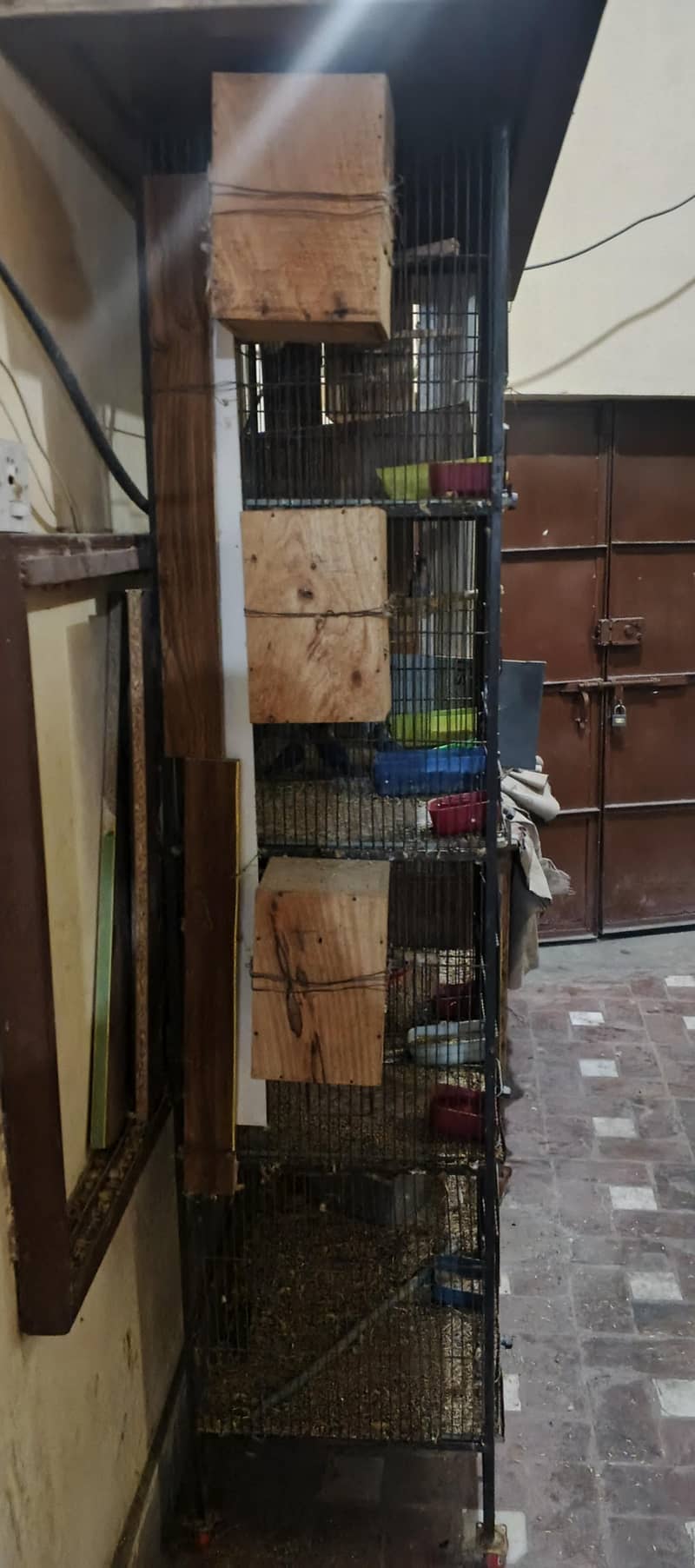 parrot 4
