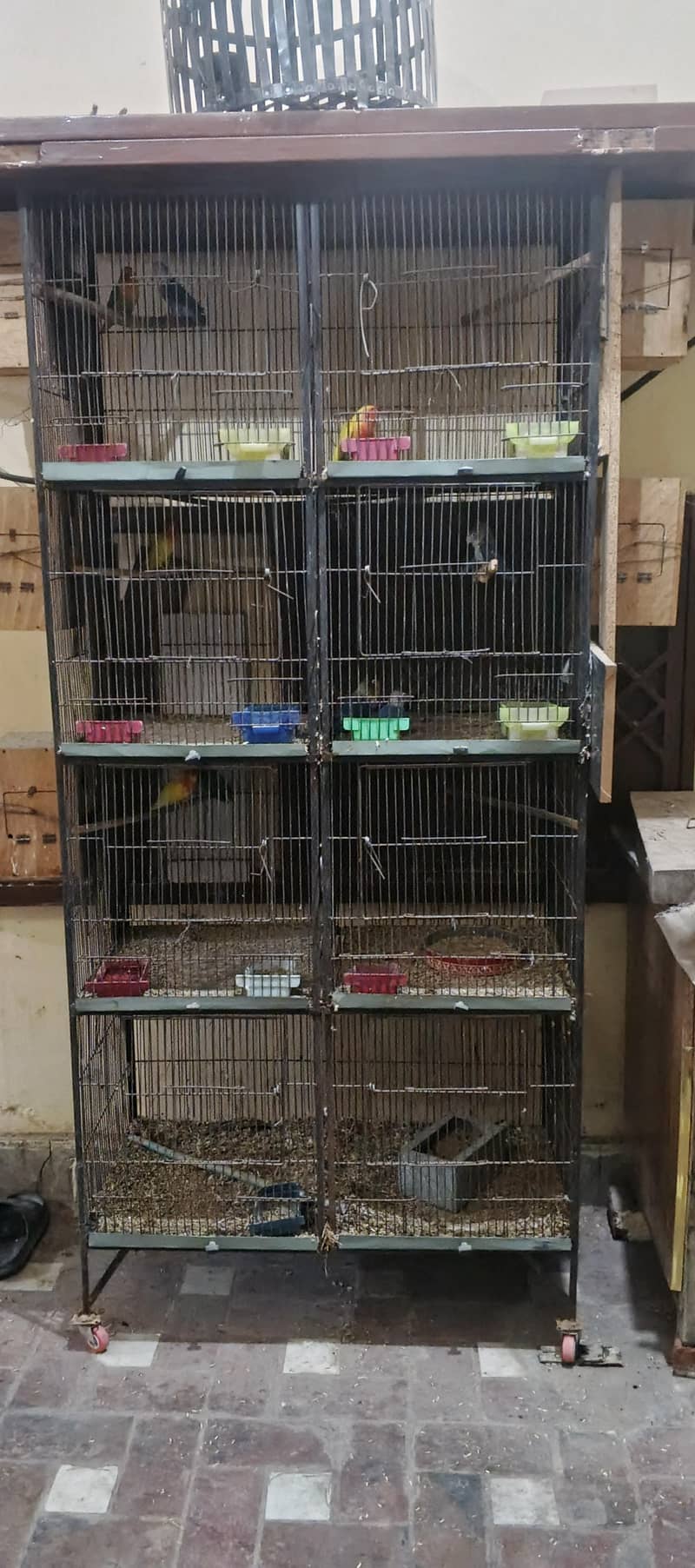 parrot 5