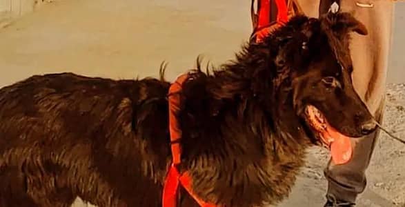 Black Shepherd, pink Pedigree, loang coated, home friendly .