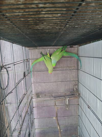 Green Ringneck pair