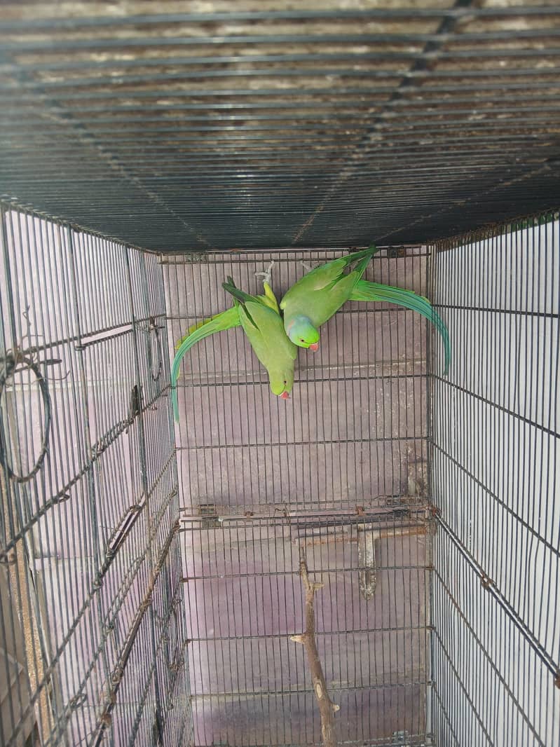 Green Ringneck pair 1