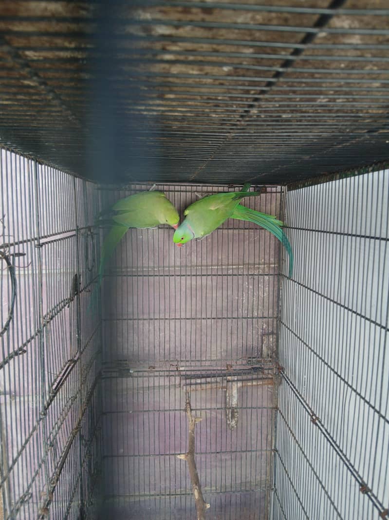 Green Ringneck pair 2