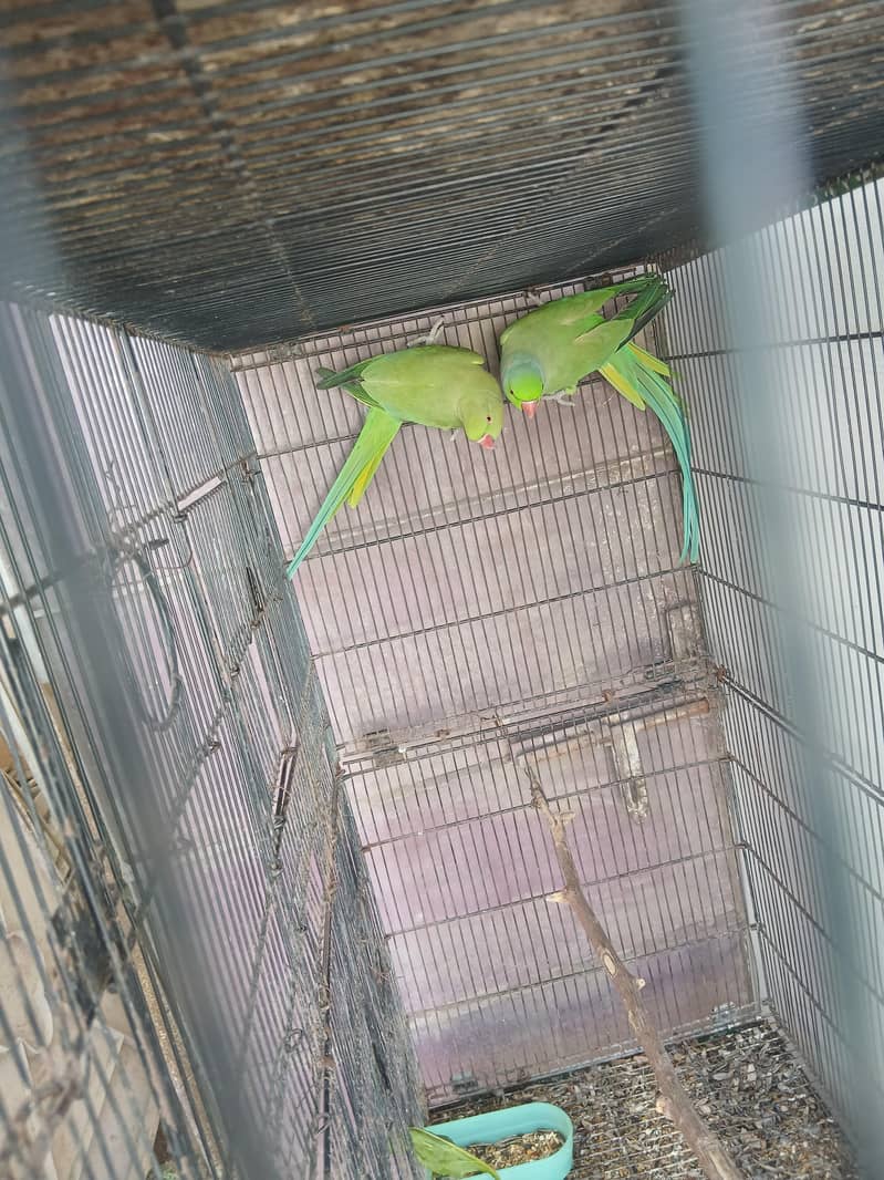 Green Ringneck pair 3