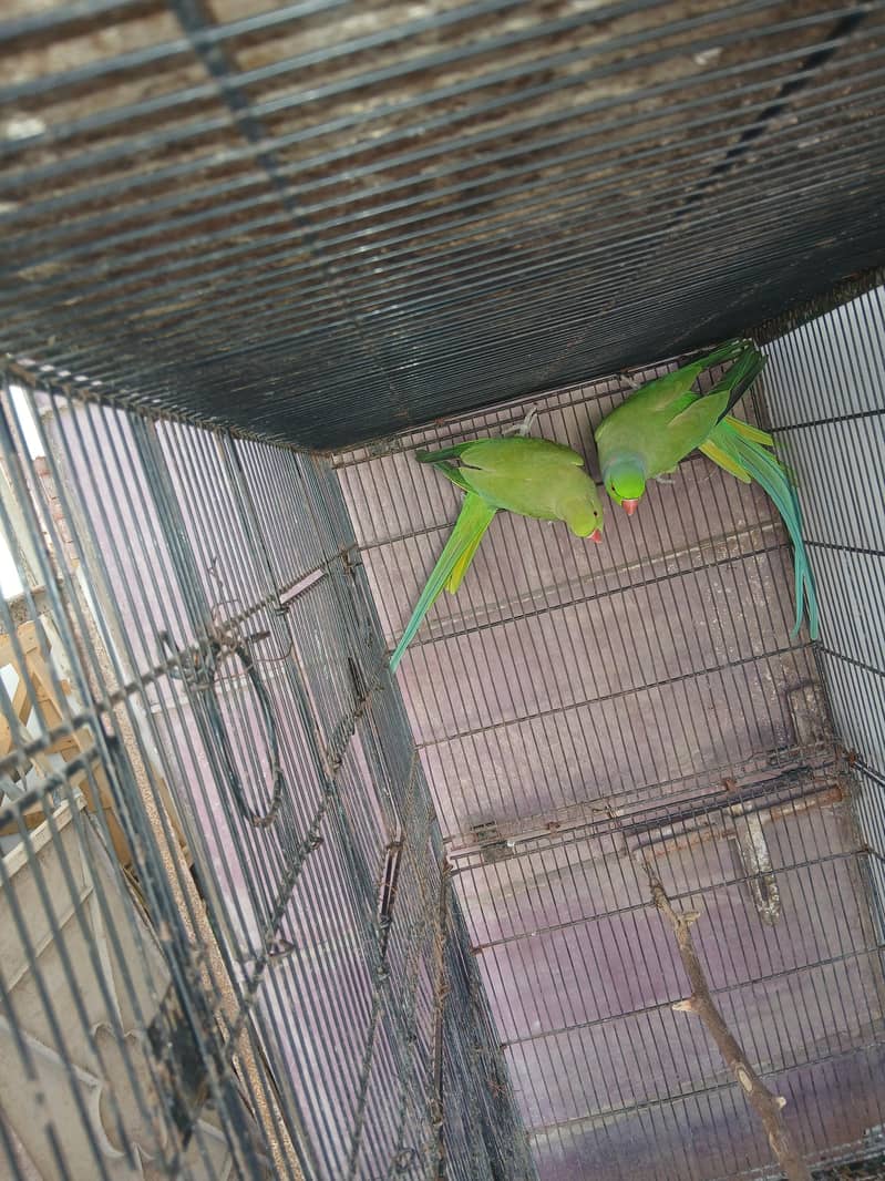 Green Ringneck pair 4