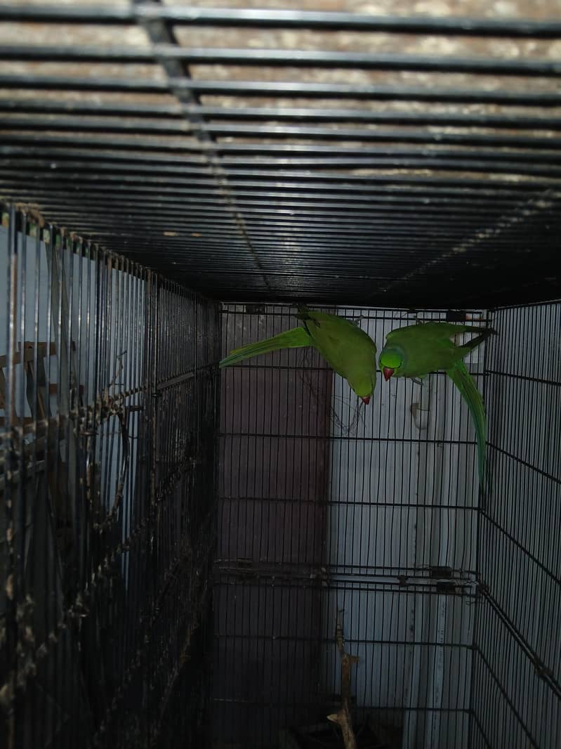 Green Ringneck pair 5