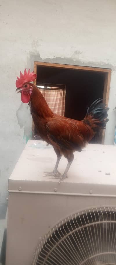 Golden misri & mix aseel contact 03074774346