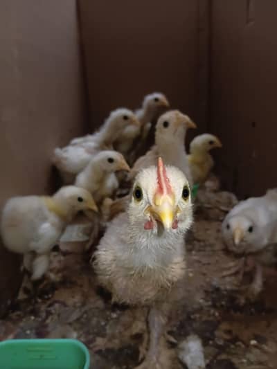 golden buff and white buff chicks