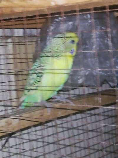 TCP King Size Australian Parrot