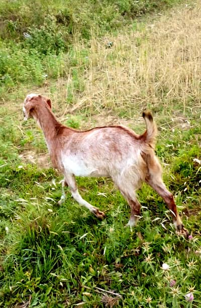 Female bakri