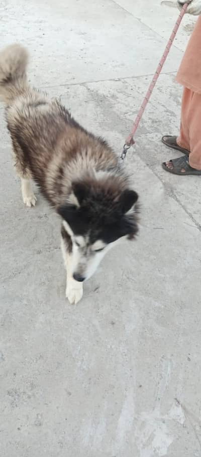 Russian dog