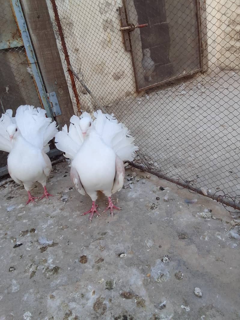 breeder pair 4