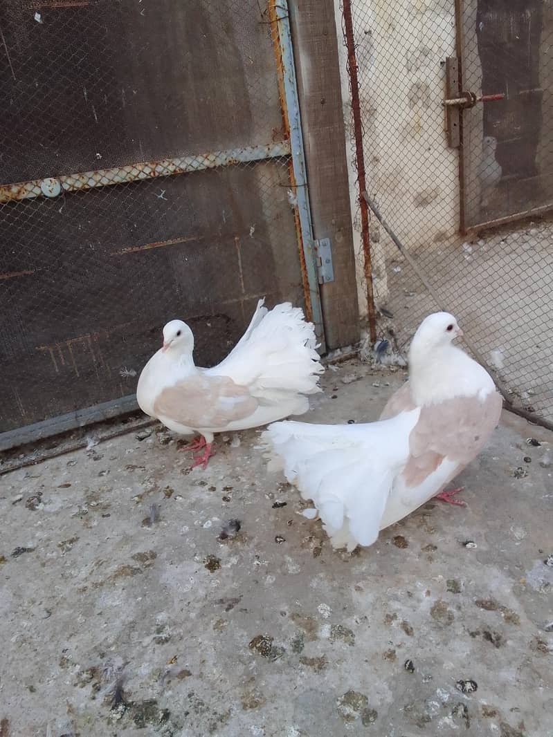 breeder pair 5