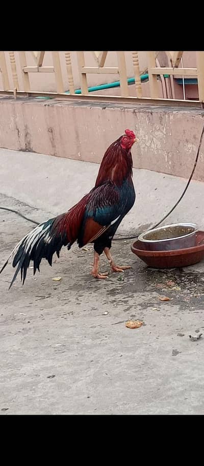 Aseel Male
