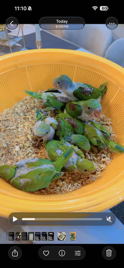 Raw and ringneck parrot chicks