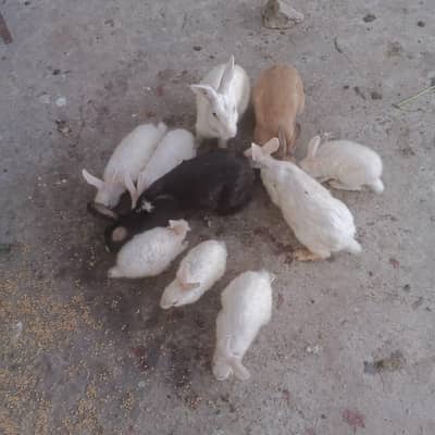Rabbits
