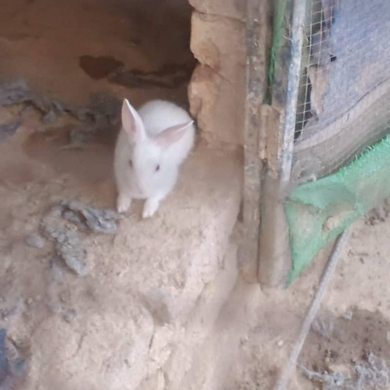 Rabbits 2