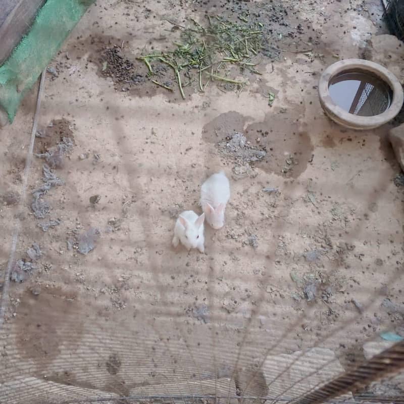 Rabbits 3