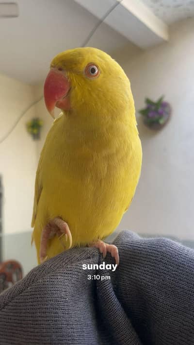 Yellow Tamed