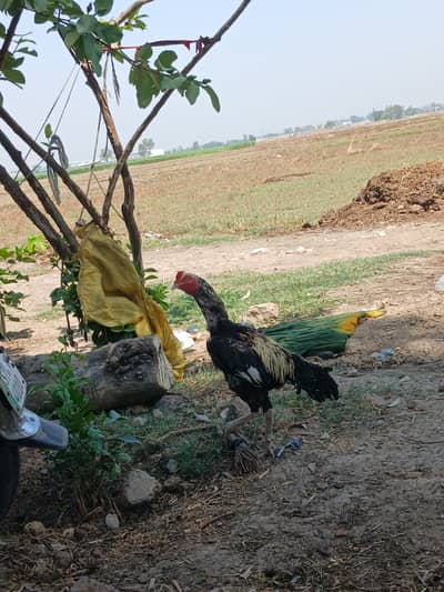 Mianwali Jawa Assel
