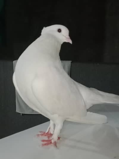 long tail lucky pigeon big size