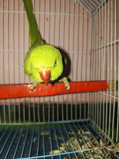 speaking parrot sirf mota bol Motu bolata hai