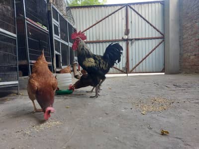 Desi Hens