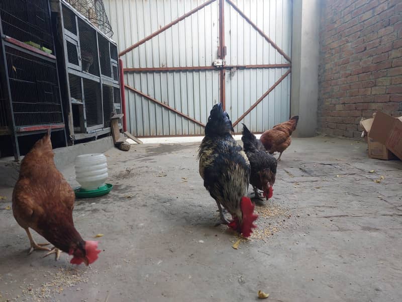 Desi Hens 1