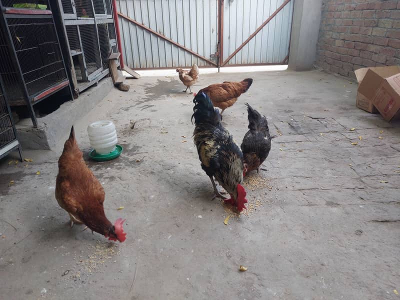 Desi Hens 2