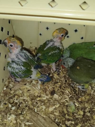 Sun Conure / Olive Ringneck / Green Ringneck.  Homebreed