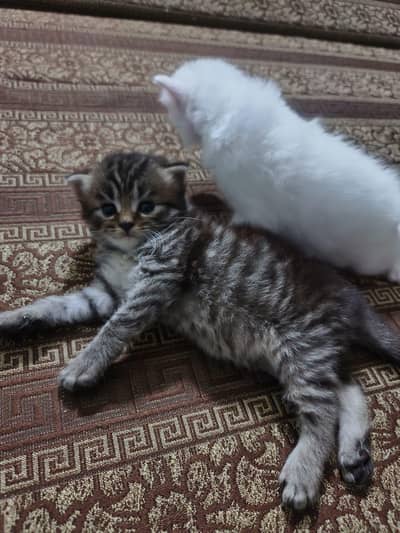 Persian kittens for sale