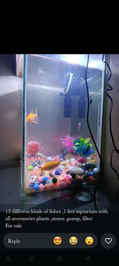 Aquarium with fishes & other accessories