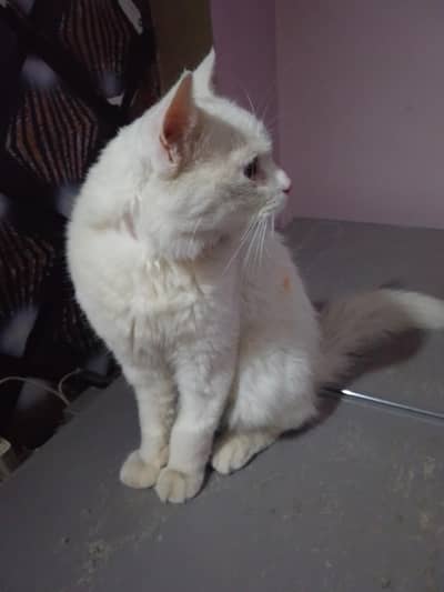 White Persian Cat