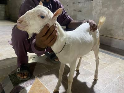 teddy bakra