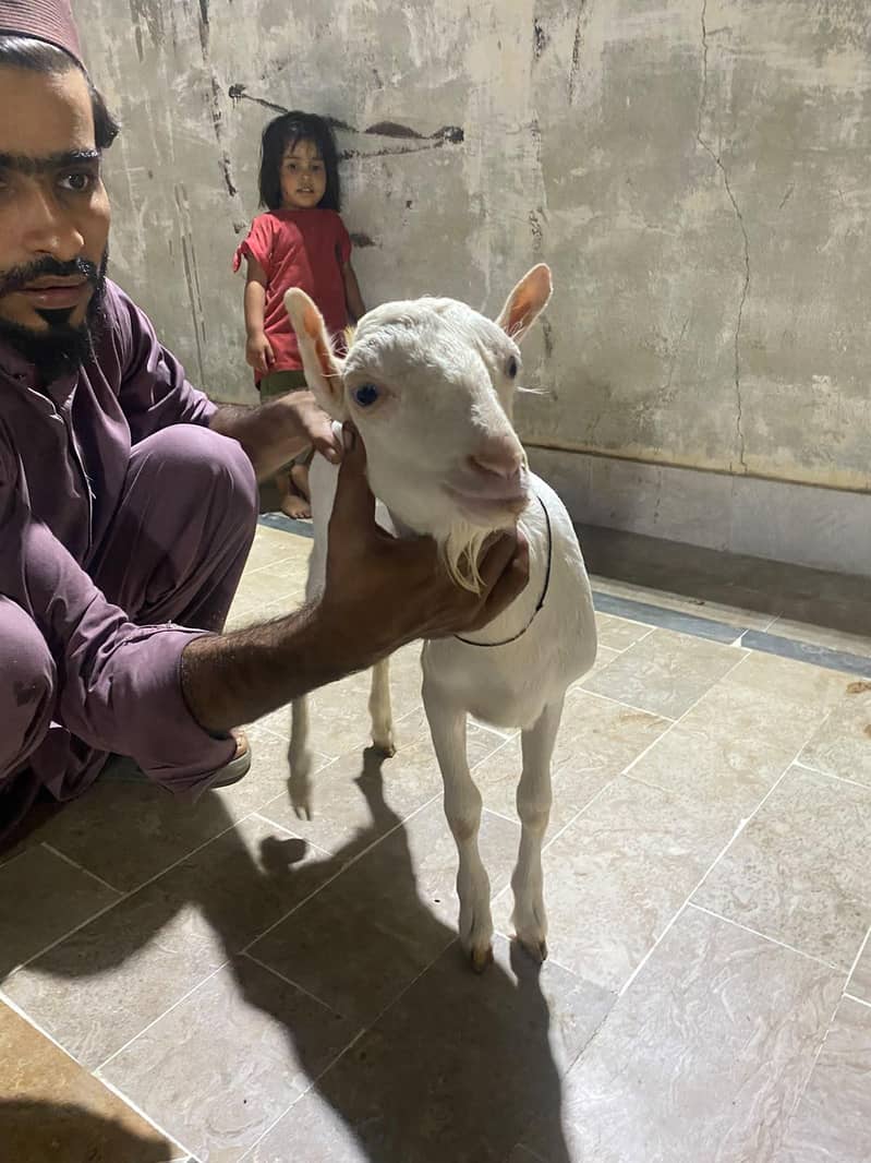 teddy bakra 1