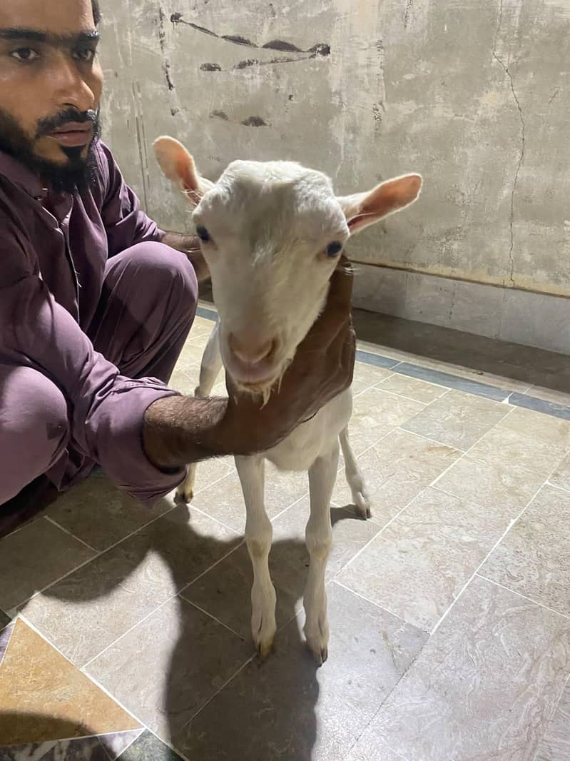 teddy bakra 3