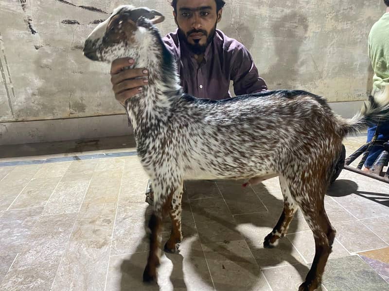 teddy bakra 8