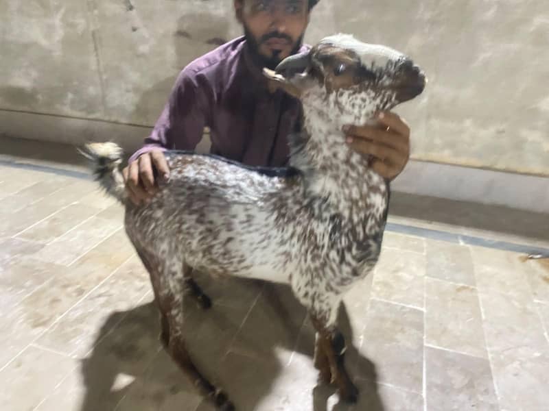 teddy bakra 11