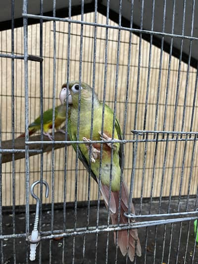 Urgent sale sun cheeck and turquoise