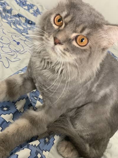 6 mon old triple coated pure persian pair available